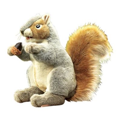 Écureuil gris Écureuil gris